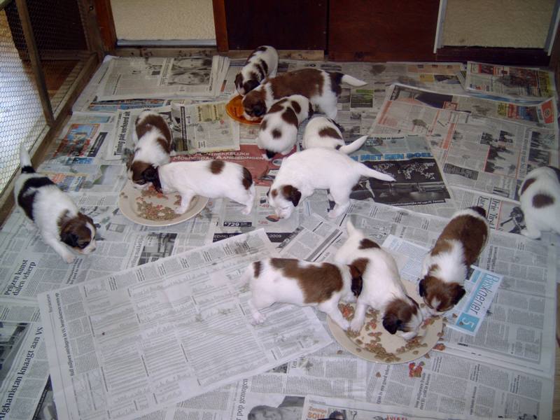 Puppies